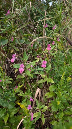 Himalayan balsam