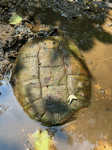 Common Snapping Turtle