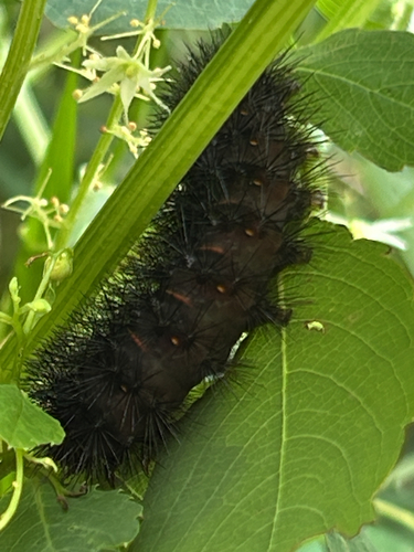 Giant Leopard Moth