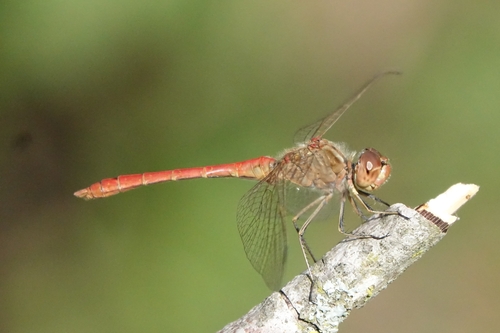 Southern Darter