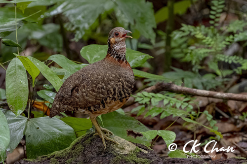 Chestnut-necklaced Partridge
