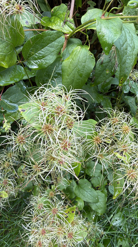 Old man's beard