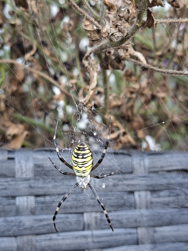 Wasp Spider