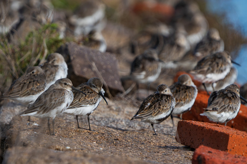 Dunlin