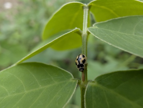 Turtle Vein Lady Beetle