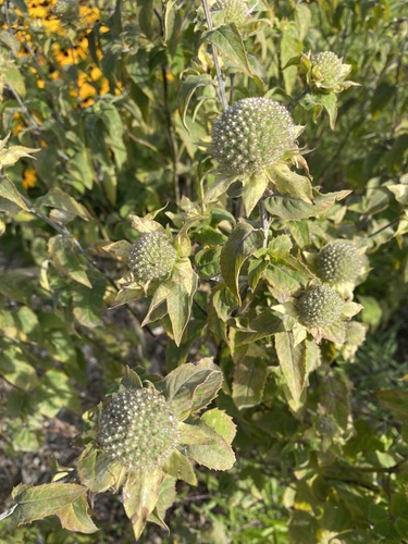 wild bergamot