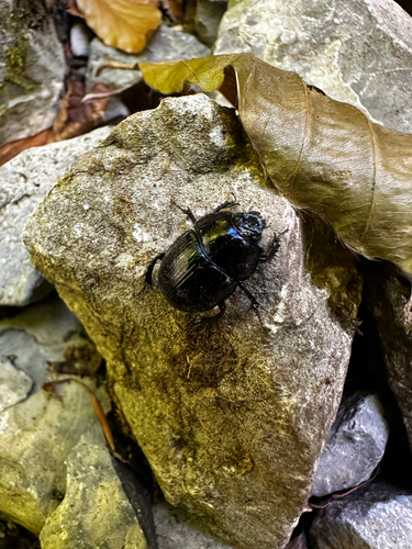 Woodland Dor Beetle