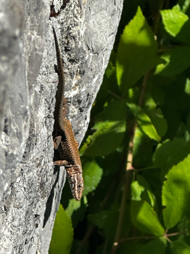 Common Wall Lizard