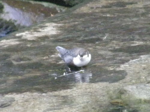 White-throated Dipper