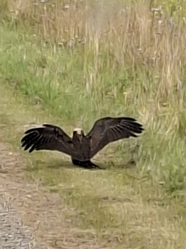 Western Marsh Harrier
