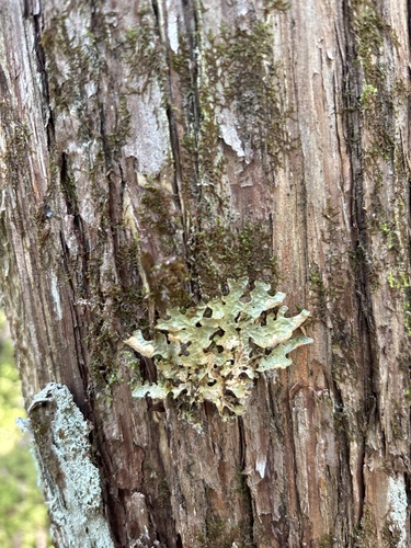 Tree Lungwort
