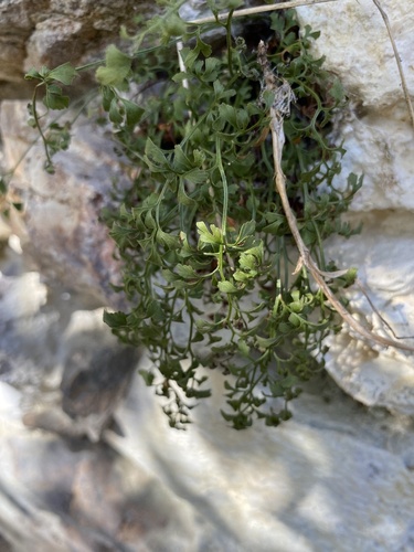 wall-rue