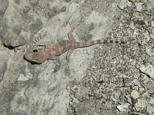 Mediterranean House Gecko