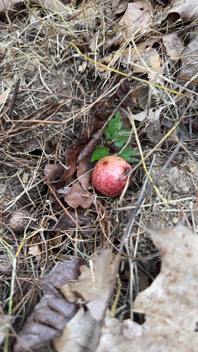 Acorn Plum Gall Wasp
