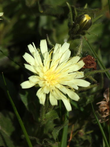 Chicory-leaved hawkweed