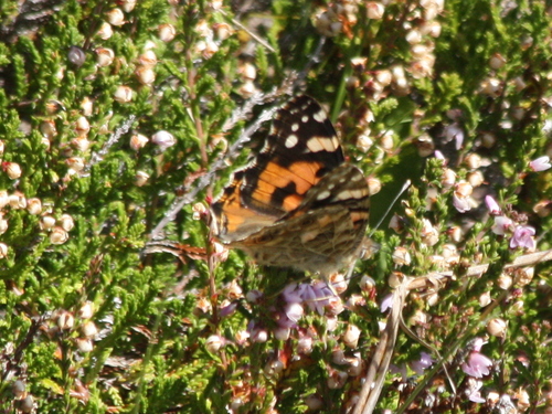 Painted Lady