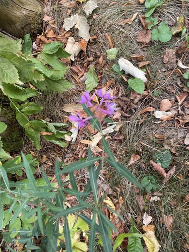 fireweed
