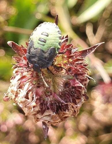 Green Shield Bug