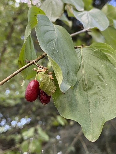 Cornelian cherry