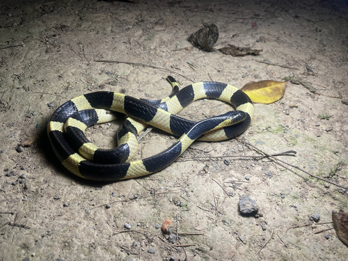 Banded Krait