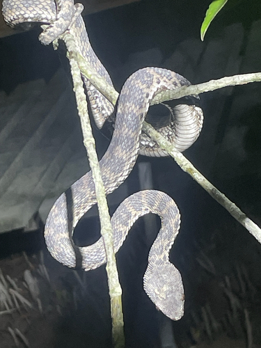Mangrove Viper