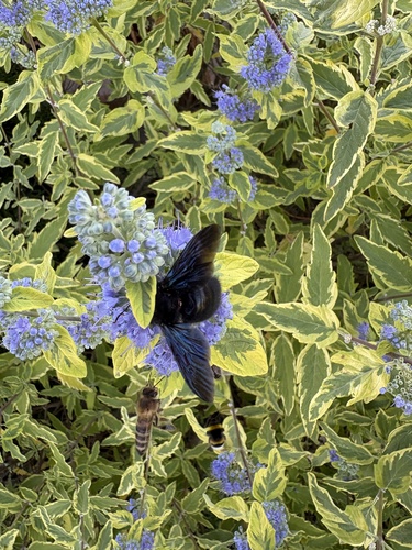 Violet Carpenter Bee