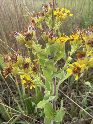 stiff-leaved goldenrod
