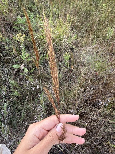 Indiangrass