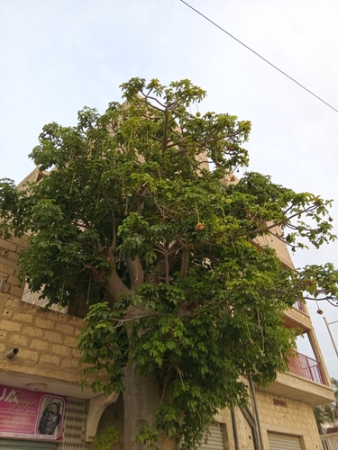 African baobab