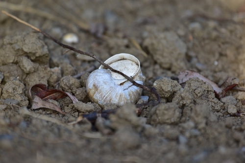 Roman Snail