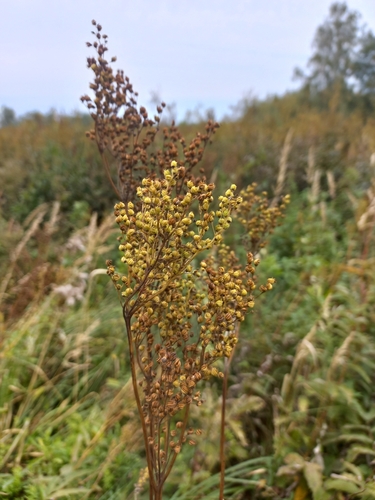 Meadowsweet