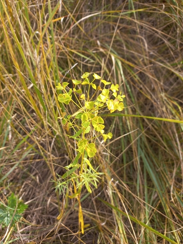 slender leafy spurge