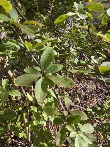 European barberry