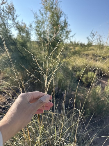 Alkali Sacaton