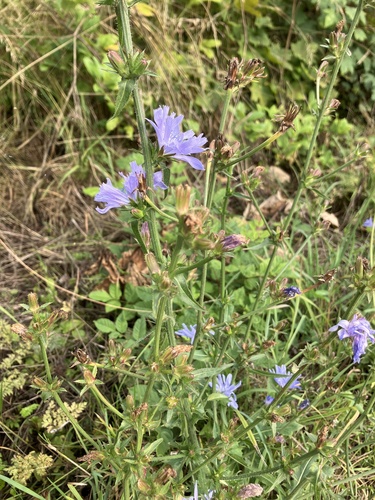 chicory