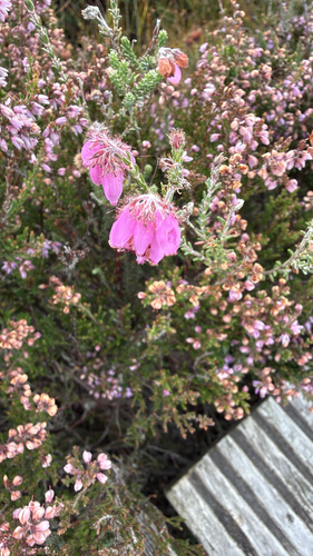 Cross-leaved Heath