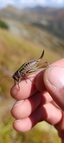 Bog Bush-cricket