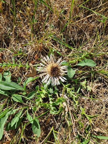 Silver Thistle