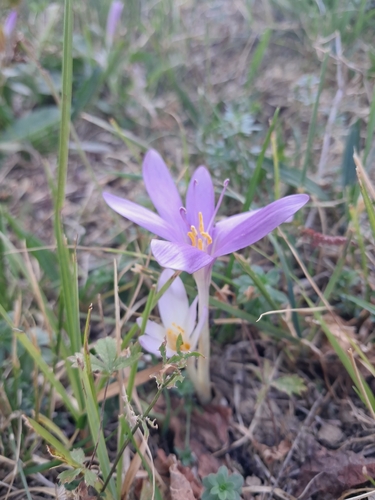 Autumn Crocus