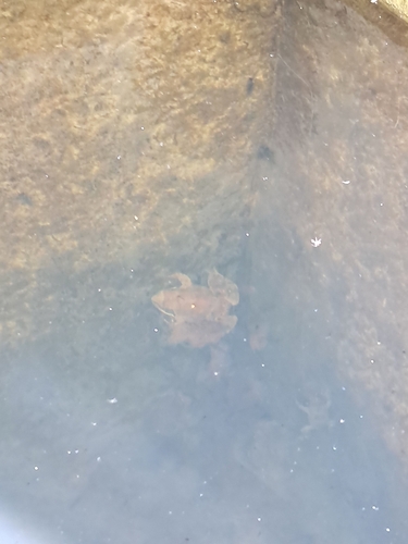 European Common Frog