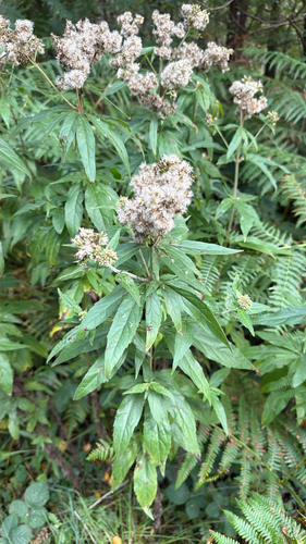 hemp agrimony
