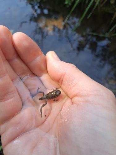 Yellow-bellied Toad