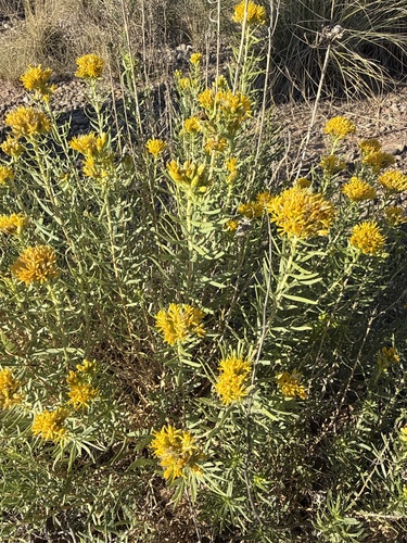 Southern Goldenbush