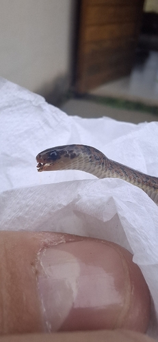 Atractus pantostictus