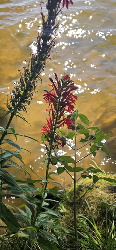 cardinal flower