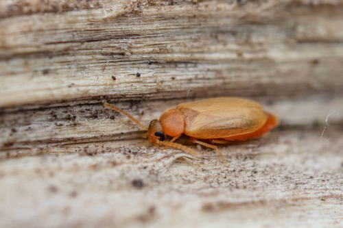 Scraptia forticornis