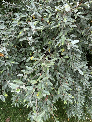 autumn olive