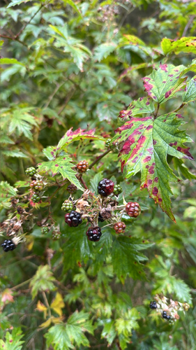 Cutleaf Blackberry