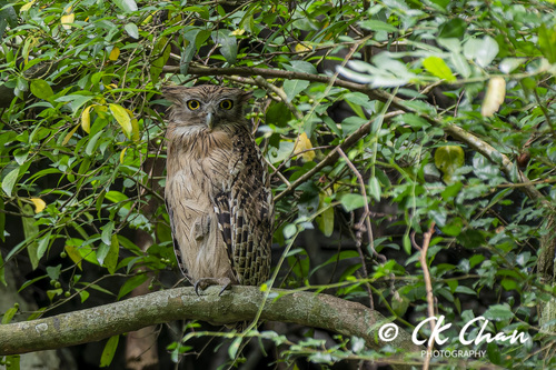 Brown Fish-Owl
