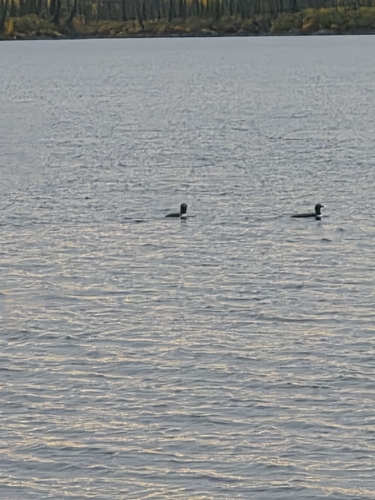 Common Loon